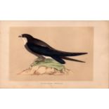 Spine Tailed Swallow Rev Morris Antique History of British Birds Engraving.