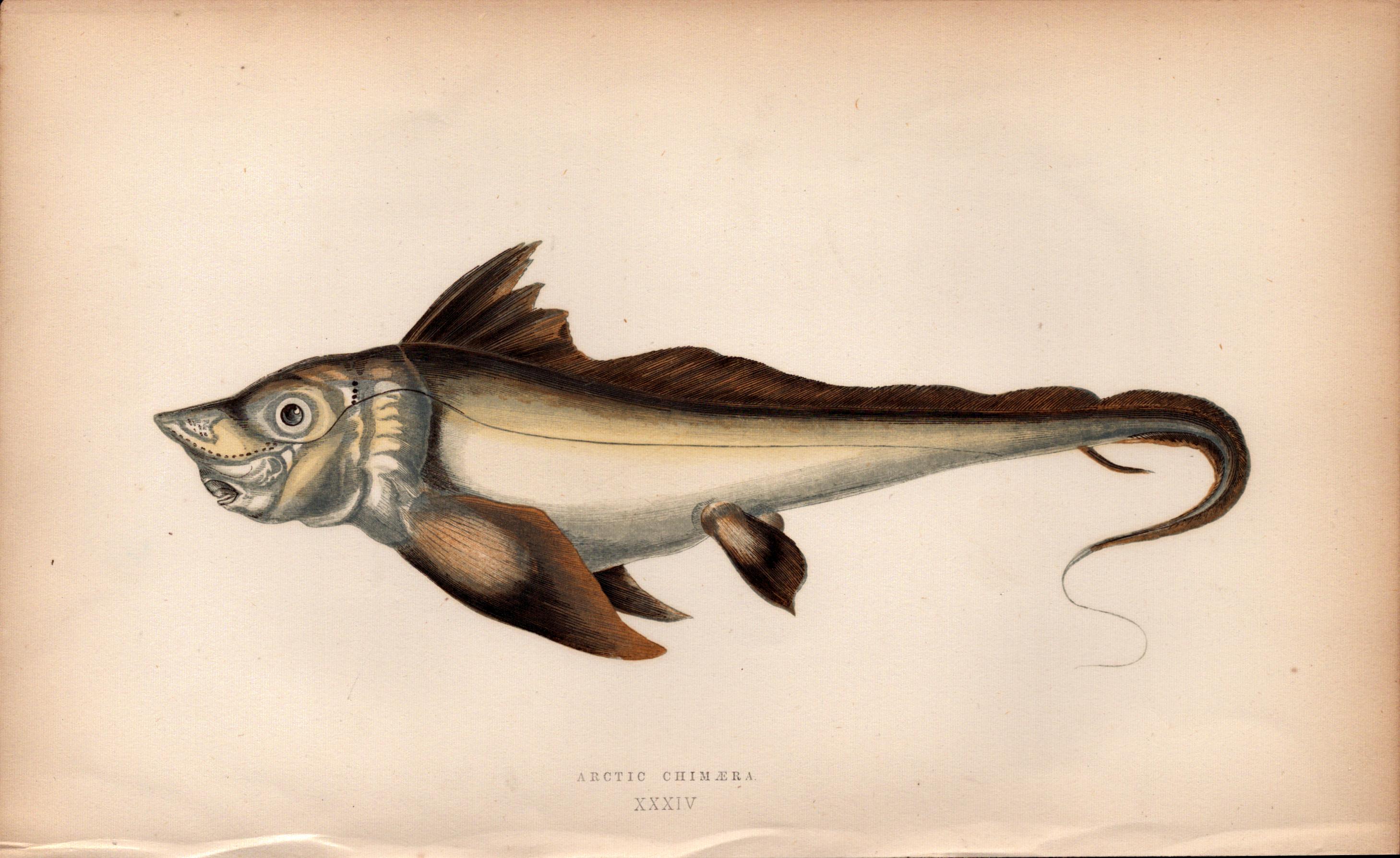 Artic Chimaera 1869 Antique Johnathan Couch Coloured Engraving.