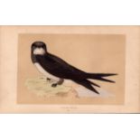 Alpine Swift Rev Morris Antique History of British Birds Engraving.