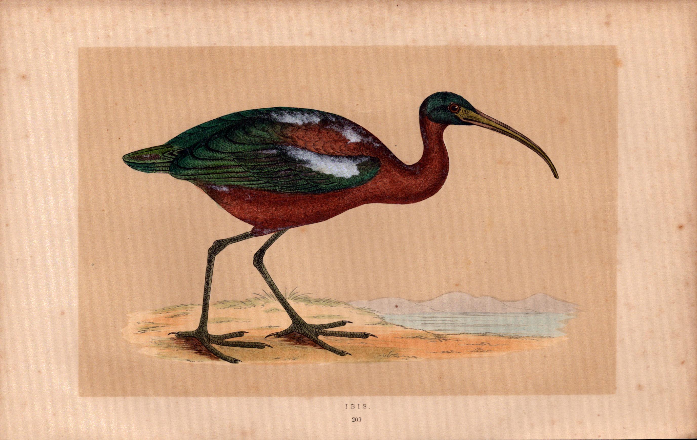 Ibis Rev Morris Antique History of British Birds Engraving.