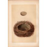 Jay Antique 1875 Engraving Rev Morris Nests & Eggs-103.