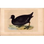 Coot Rev Morris Antique History of British Birds Engraving.
