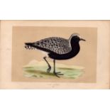 Grey Plover Rev Morris Antique History of British Birds Engraving.