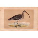 Curlew Rev Morris Antique History of British Birds Engraving.