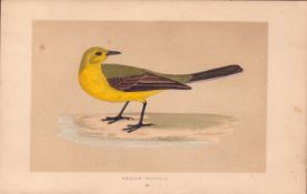 Yellow Wagtail Rev Morris Antique History of British Birds Engraving.