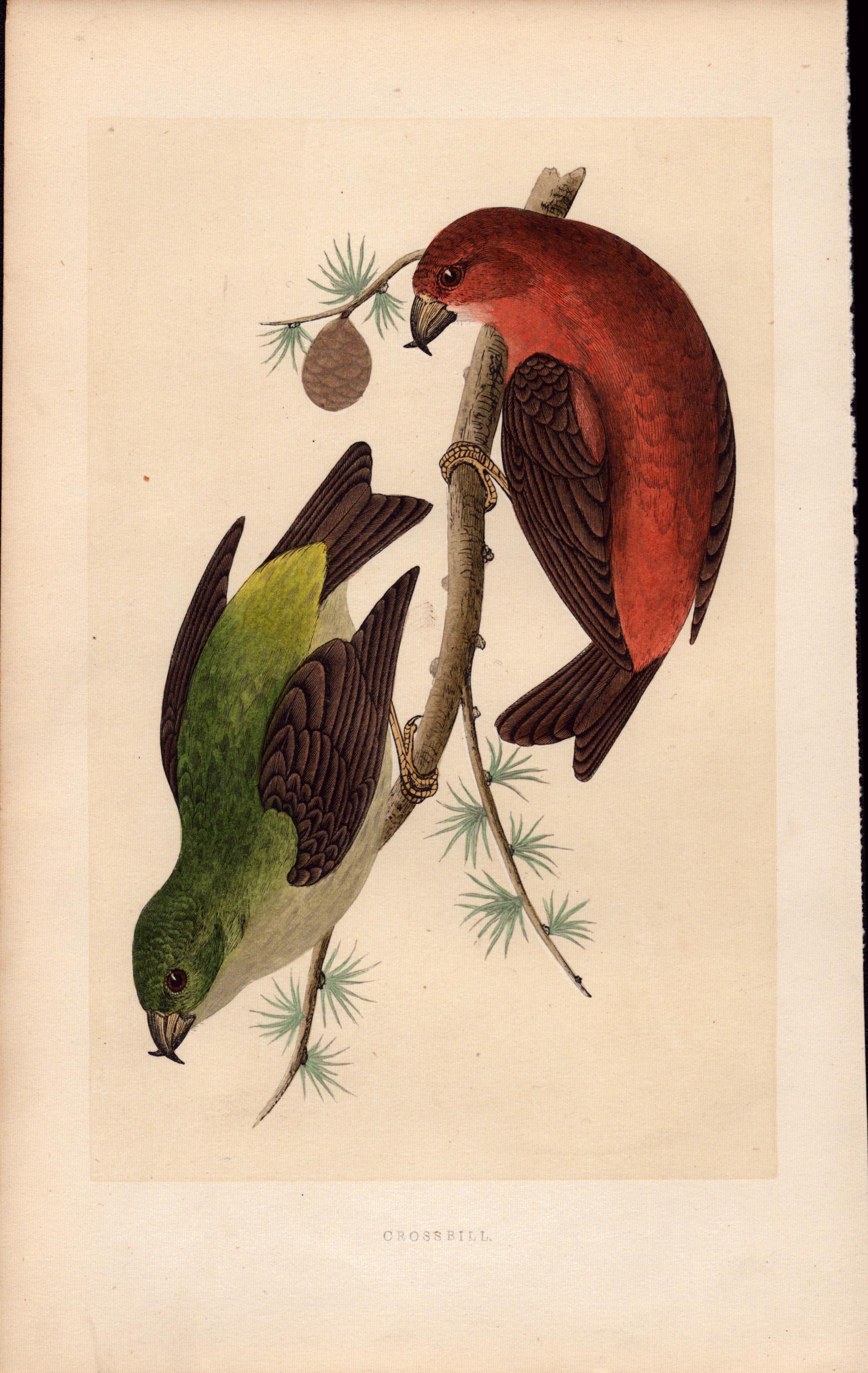 Crossbill Rev Morris Antique History of British Birds Engraving.