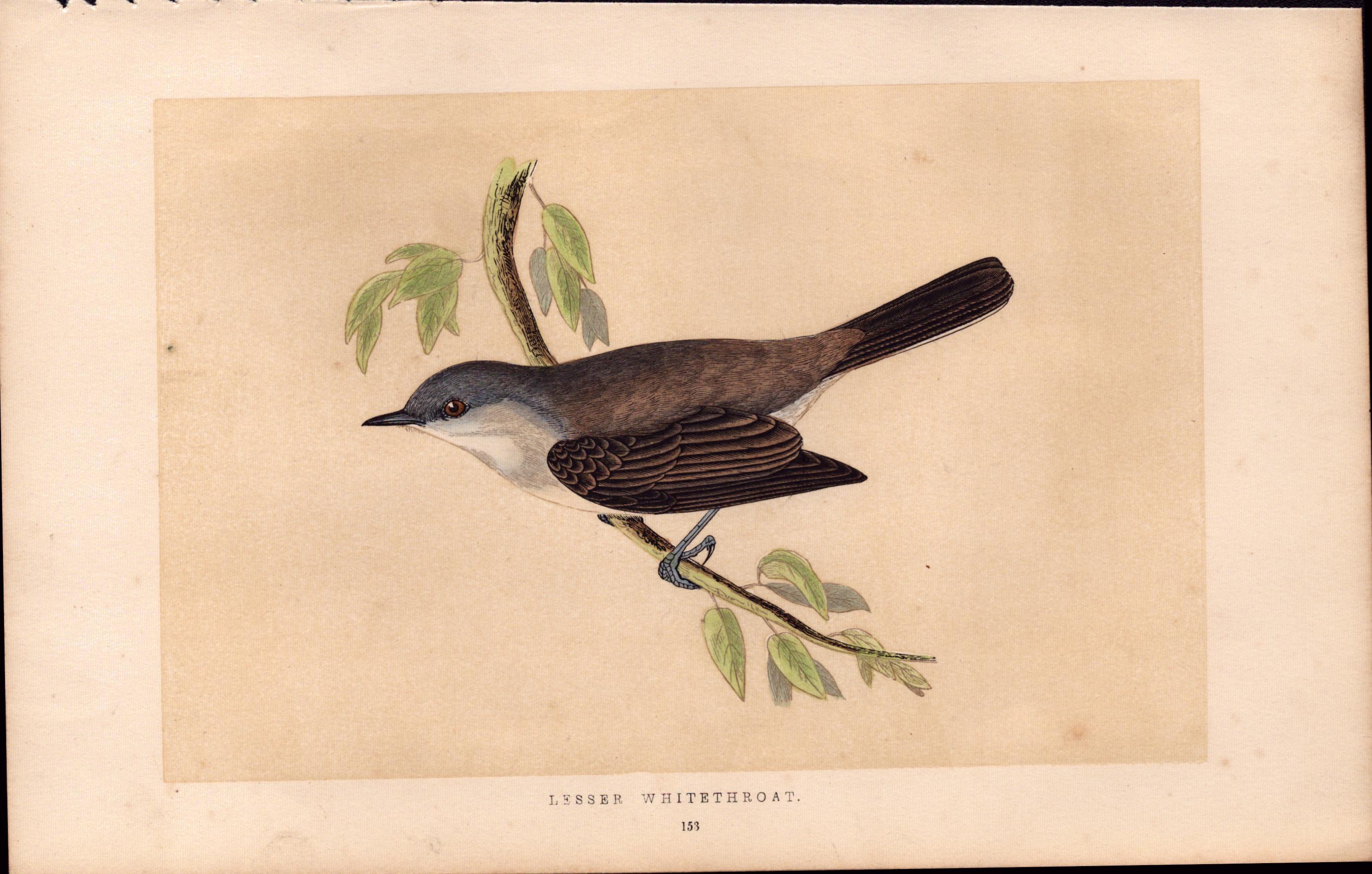 Lesser Whitethroat Rev Morris Antique History of British Birds Engraving.
