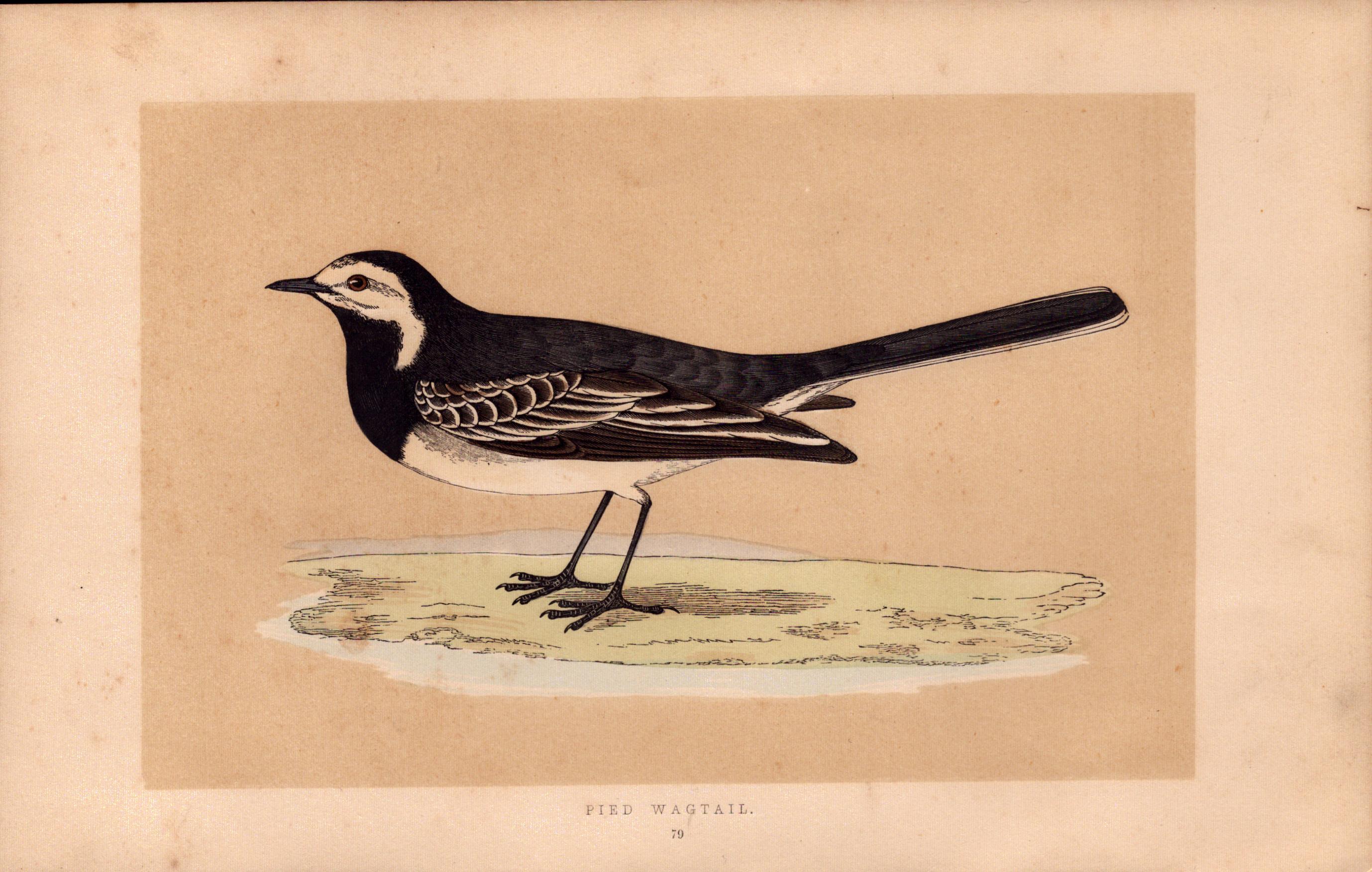 Pied Wagtail Rev Morris Antique History of British Birds Engraving.