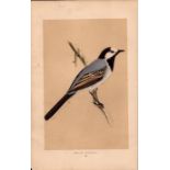 White Wagtail Rev Morris Antique History of British Birds Engraving.