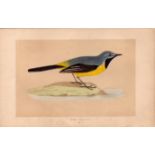 Grey Wagtail Rev Morris Antique History of British Birds Engraving.