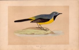 Grey Wagtail Rev Morris Antique History of British Birds Engraving.
