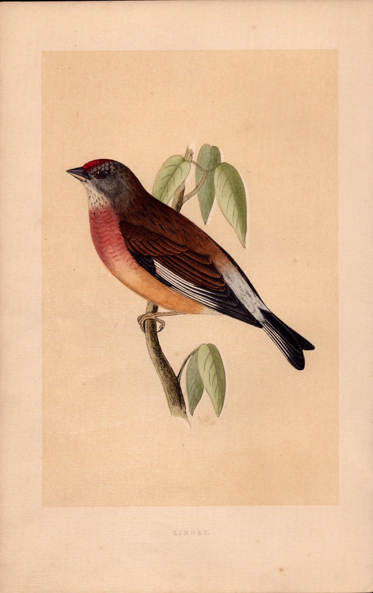 Linnet Rev Morris Antique History of British Birds Engraving.