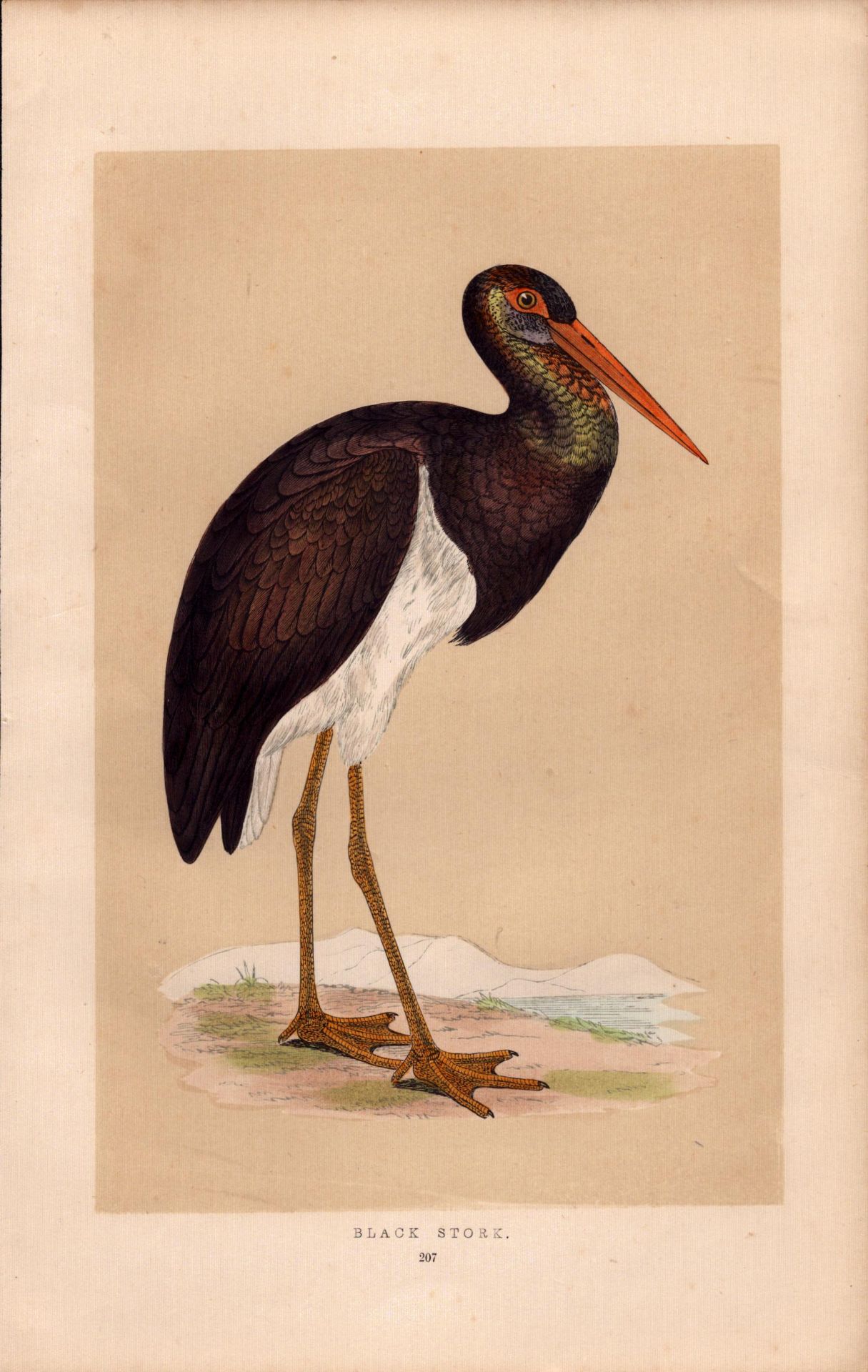 Black Stork Rev Morris Antique History of British Birds Engraving.