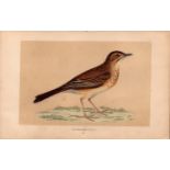 Richards Pipit Rev Morris Antique History of British Birds Engraving.