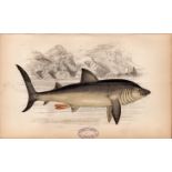 Basking Shark 1869 Antique Johnathan Couch Coloured Engraving.