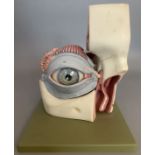 Vintage Model of An Eye By Adam Rouilly.