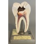 Vintage Adam Rouilly Tooth