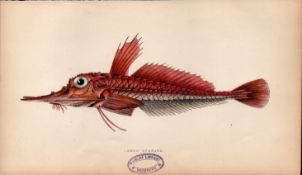 Armed Gurnard 1869 Antique Johnathan Couch Coloured Fish Engraving.