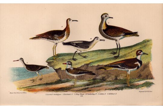 Alexander Wilson Rare American Birds Spotted Sandpiper & Plovers-59. - Image 1 of 2