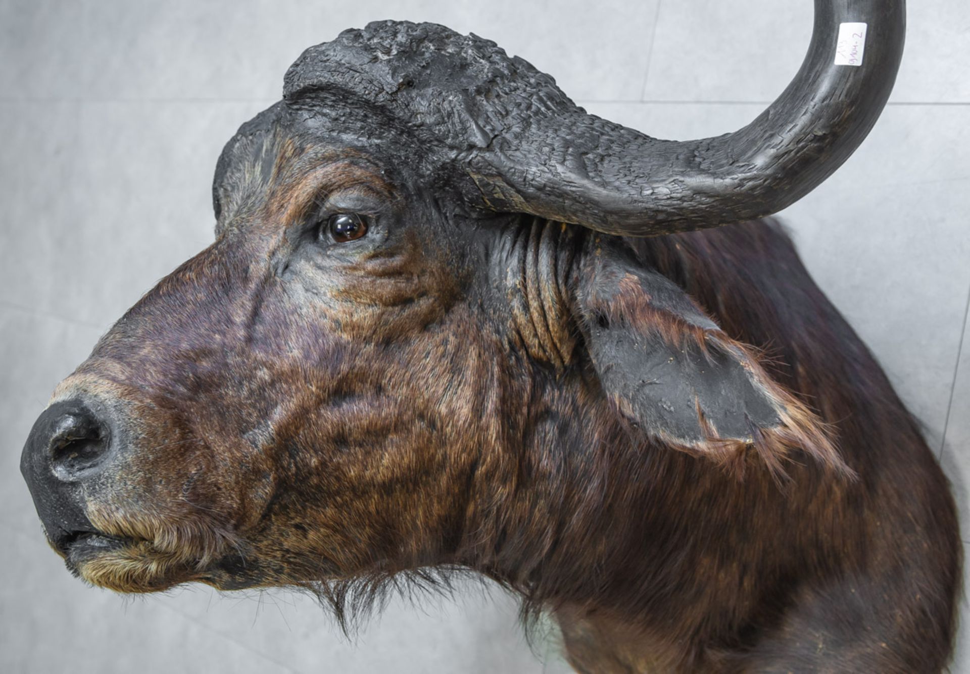 Kopf-Präparat eines Afrikanischen Kaffernbüffels (wohl 30/40er J.) - Image 2 of 2
