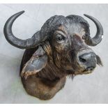 Kopf-Präparat eines Afrikanischen Kaffernbüffels (wohl 30/40er J.)