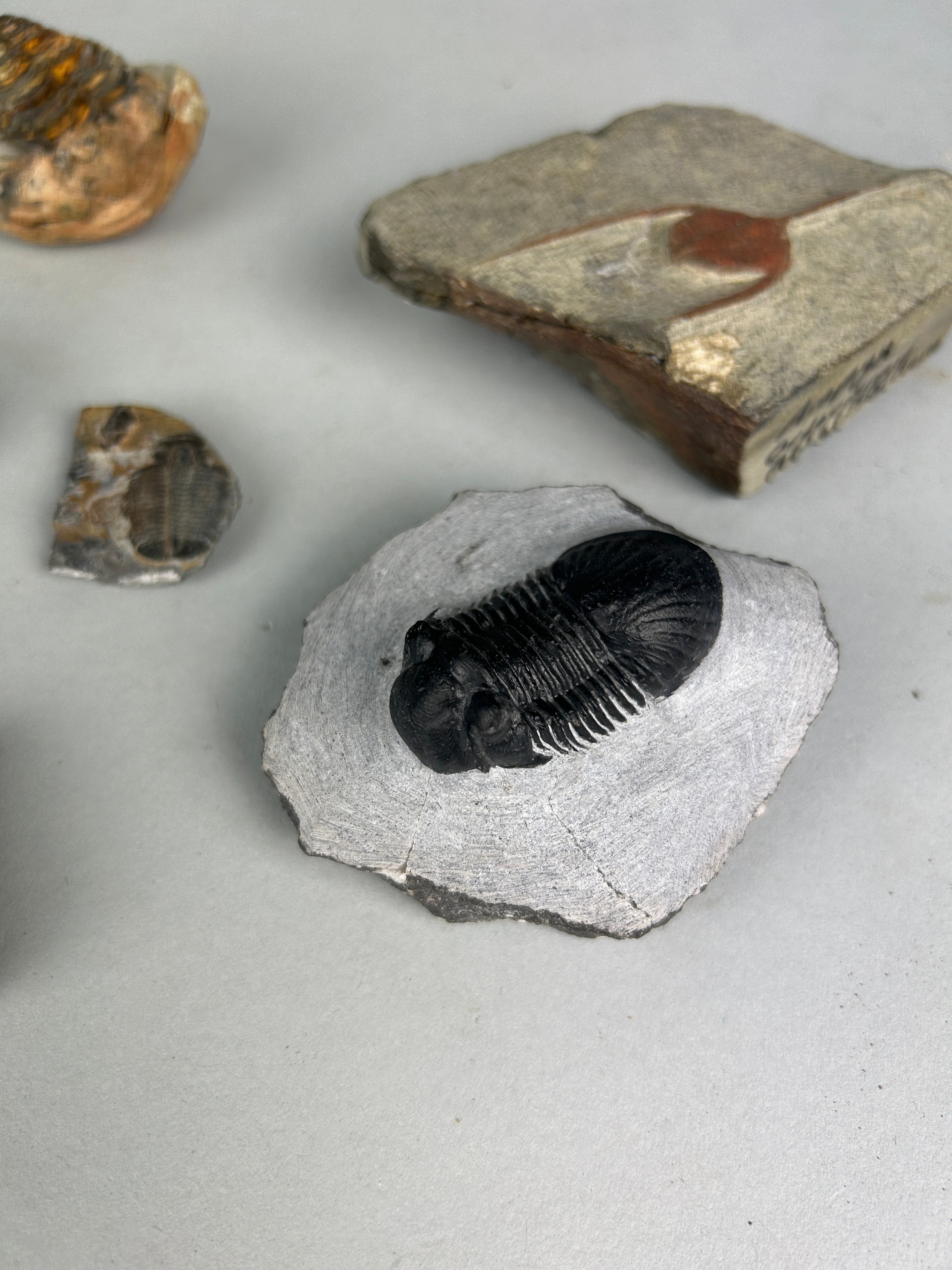 A COLLECTION OF TRILOBITE FOSSILS, A group of well-preserved trilobite fossils from the Alnif region - Image 2 of 4