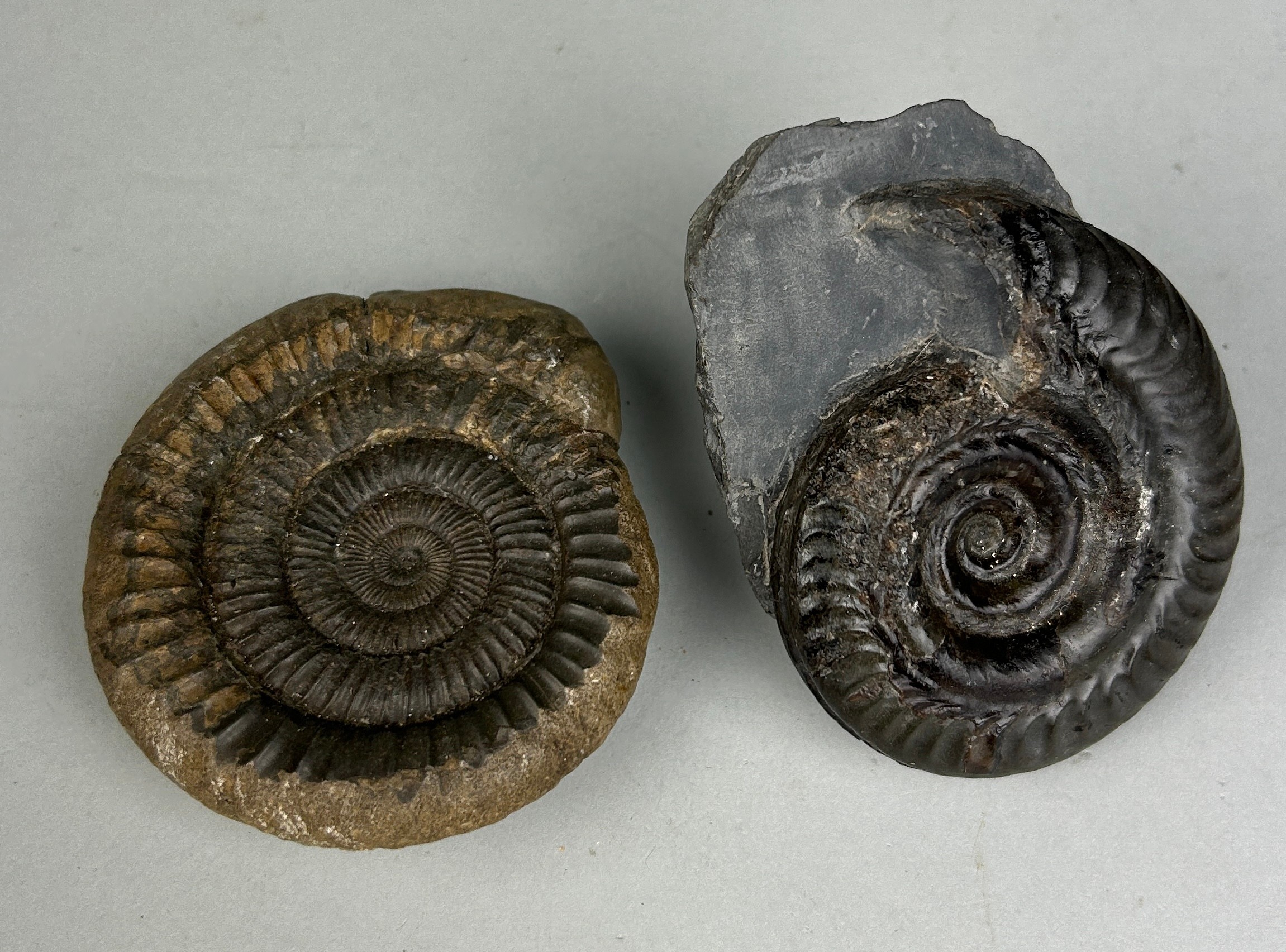 AMMONITE FOSSILS FROM WHITBY, YORKSHIRE A pair of ammonite fossils from Whitby, Yorkshire.