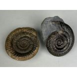 AMMONITE FOSSILS FROM WHITBY, YORKSHIRE A pair of ammonite fossils from Whitby, Yorkshire.