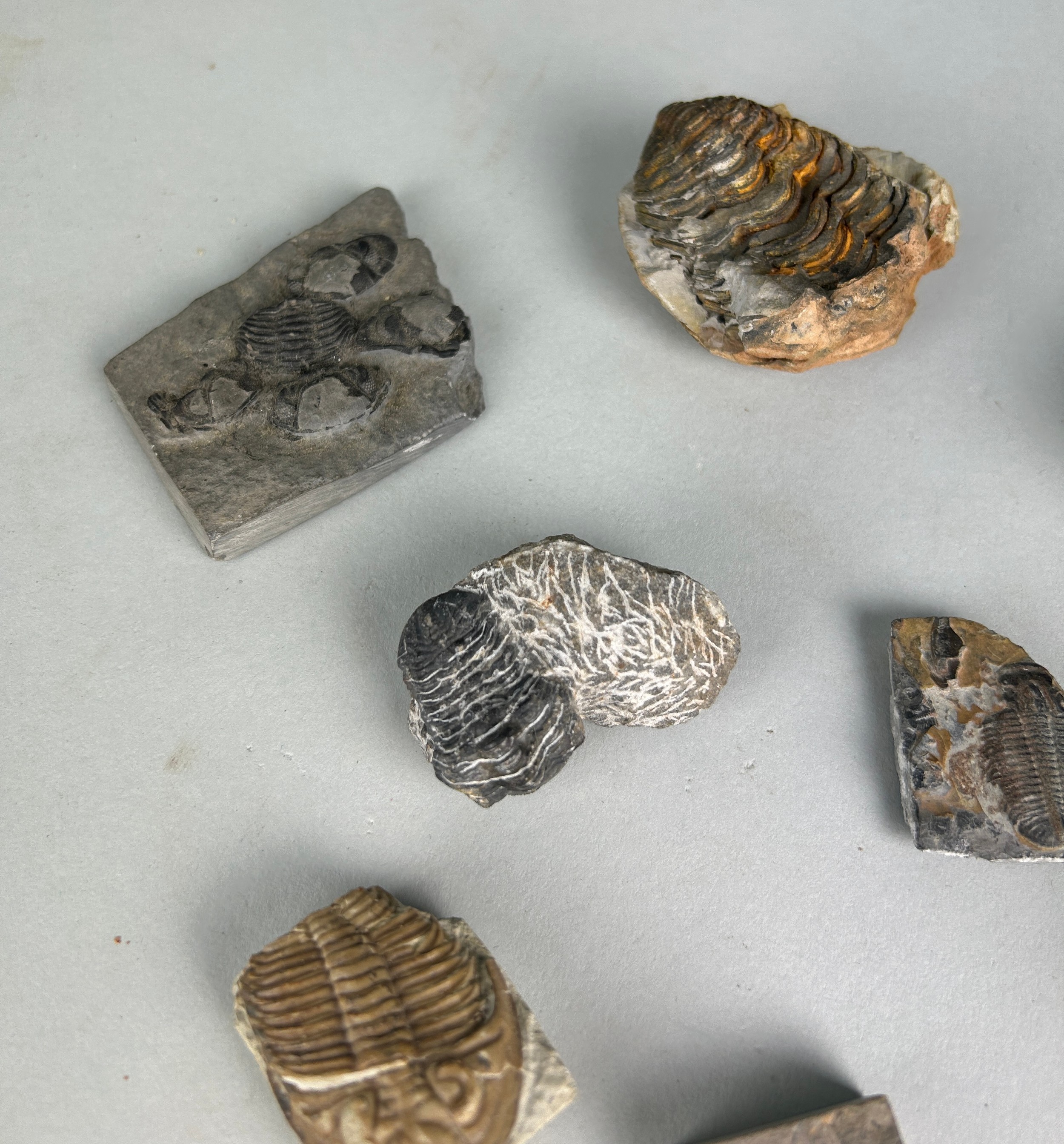 A COLLECTION OF TRILOBITE FOSSILS, A group of well-preserved trilobite fossils from the Alnif region - Image 4 of 4