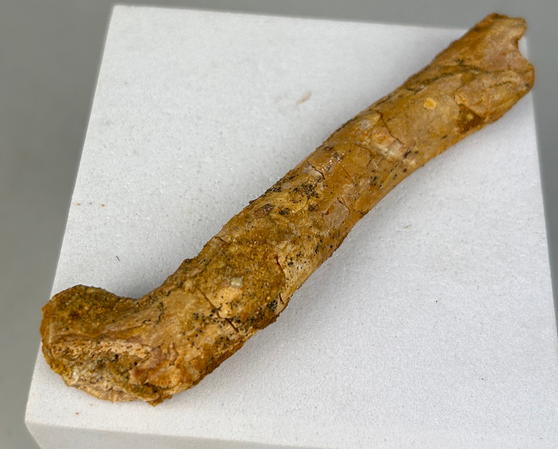 A FOSSIL SUPER-CROC LIMB BONE 9cm L A rare fossilised limb bone of the super-croc Elosuchus. Kem-Kem - Image 3 of 3