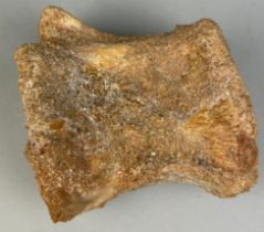 A SPINOSAURUS DINOSAUR VERTEBRA FOSSIL 8cm x 8cm A rare tail vertebra of a Spinosaurus Dinosaur from