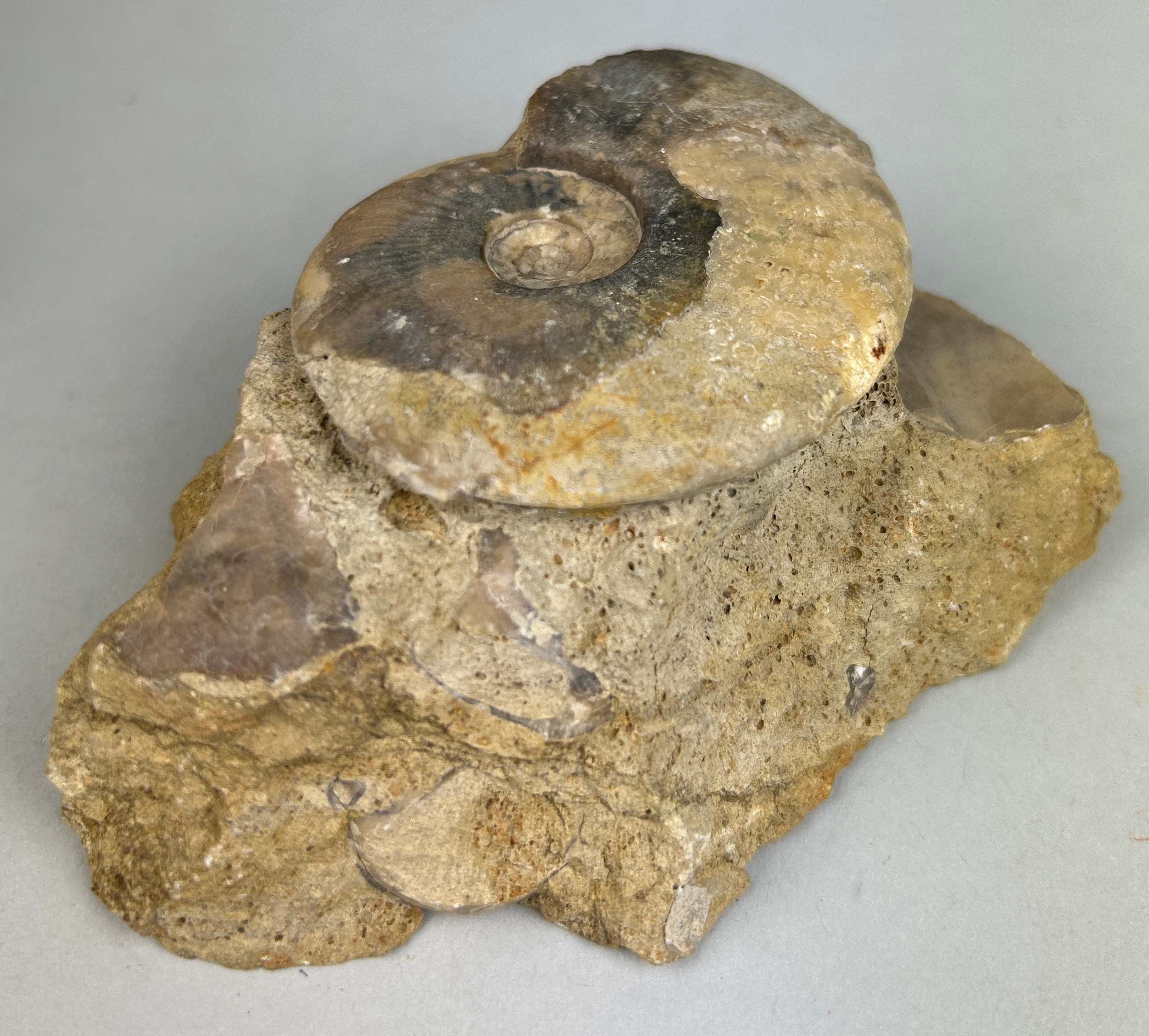 AMMONITE FOSSIL FROM DORSET Prepared out of original stone matrix. Jurassic - 160 million years old. - Image 3 of 3