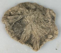 A FOSSIL SEA LILY CRINOID FROM LYME REGIS 11cm x 8cm Jurassic - 200 million years old