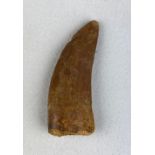 AFRICAN T-REX DINOSAUR TOOTH FOSSIL (CARCHARODONTOSAURUS SAHARICUS) 4cm x 1.8cm A large tooth with