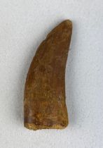 AFRICAN T-REX DINOSAUR TOOTH FOSSIL (CARCHARODONTOSAURUS SAHARICUS) 4cm x 1.8cm A large tooth with