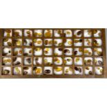 A LARGE COLLECTION OF AMBER WITH INSECT FOSSILS An exceptional grouping of insects in amber from the