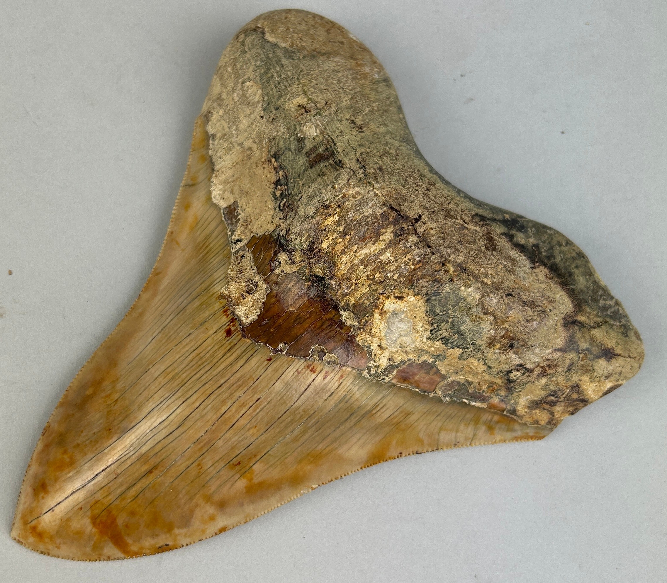 A VERY LARGE MEGALODON SHARK TOOTH FOSSIL 13cm x 11cm From Java, Indonesia. Miocene circa 5-10 - Image 3 of 4