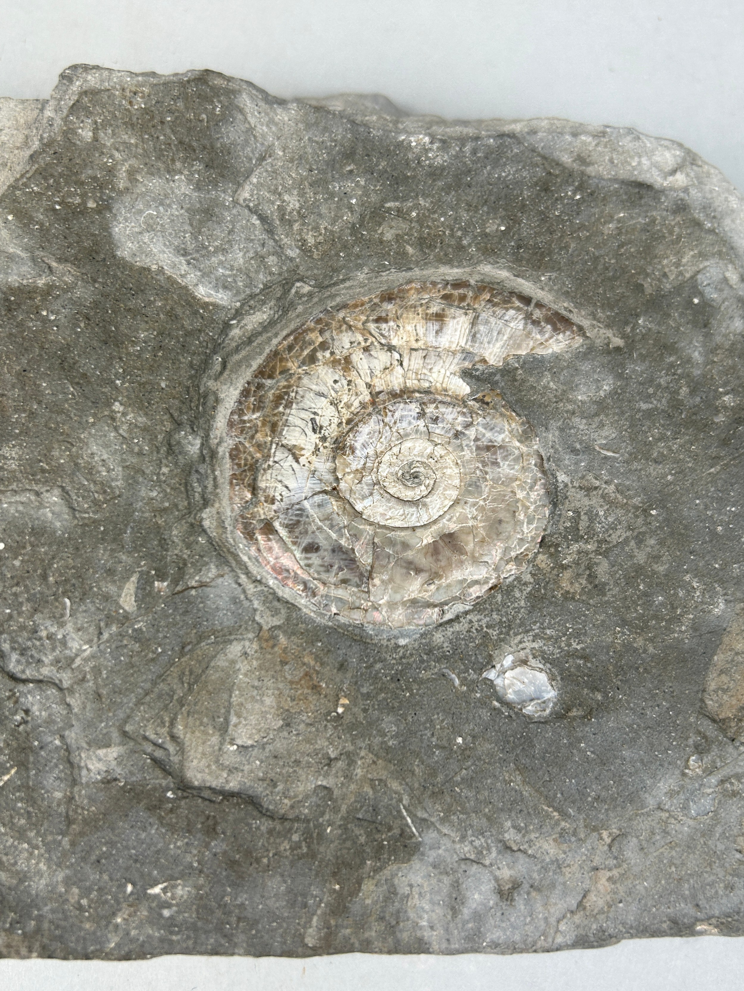 AN IRIDESCENT AMMONITE FOSSIL FROM SOMERSET 15cm x 11cm Preserved on a piece of shale matrix. When - Image 4 of 4