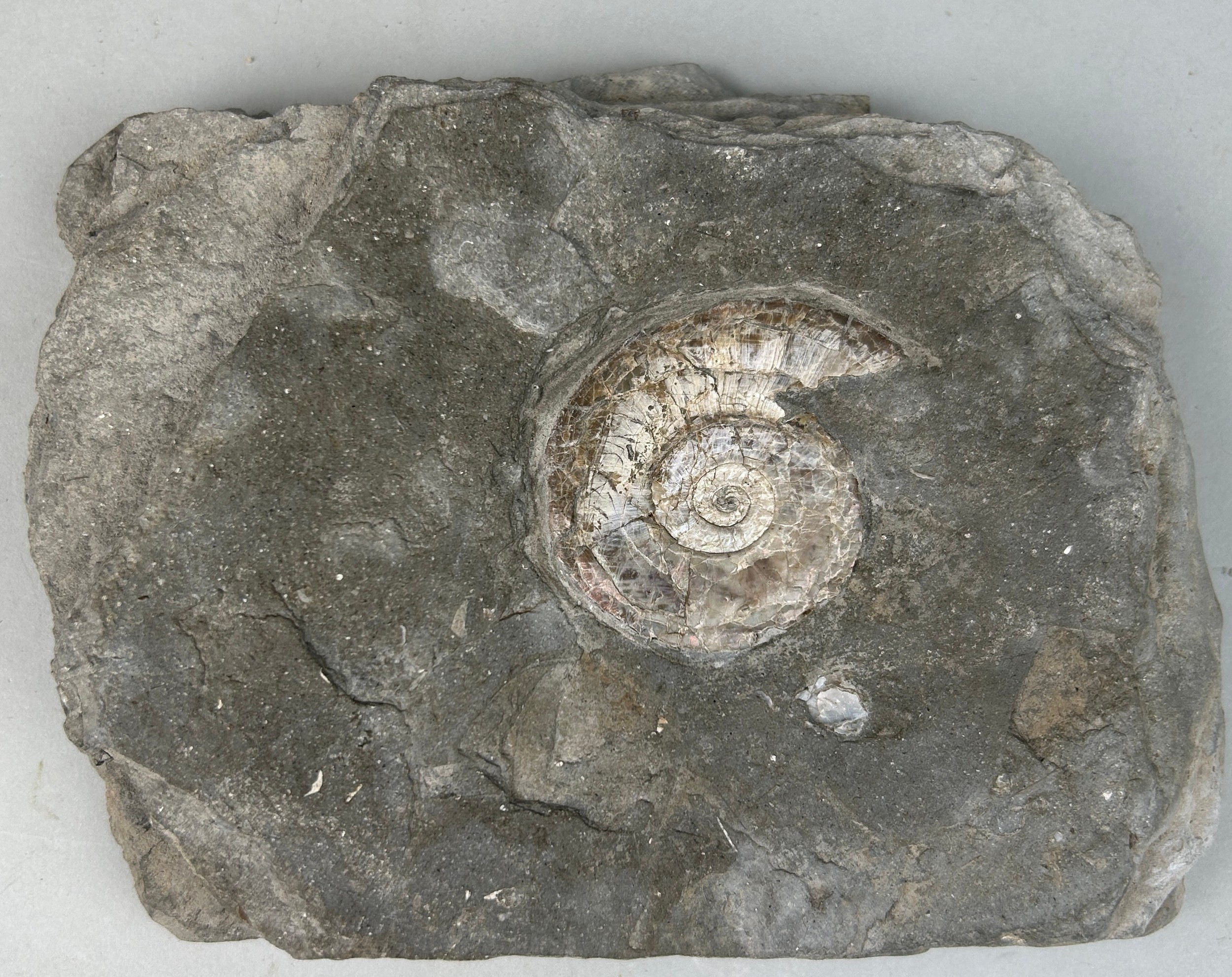 AN IRIDESCENT AMMONITE FOSSIL FROM SOMERSET 15cm x 11cm Preserved on a piece of shale matrix. When - Image 2 of 4