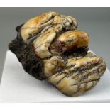 HIPPOPOTAMUS TOOTH FOSSIL FROM JAVA 6cm x 4.5cm From the Solo River, Java, Indonesia. Pliocene -