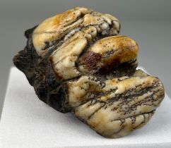 HIPPOPOTAMUS TOOTH FOSSIL FROM JAVA 6cm x 4.5cm From the Solo River, Java, Indonesia. Pliocene -