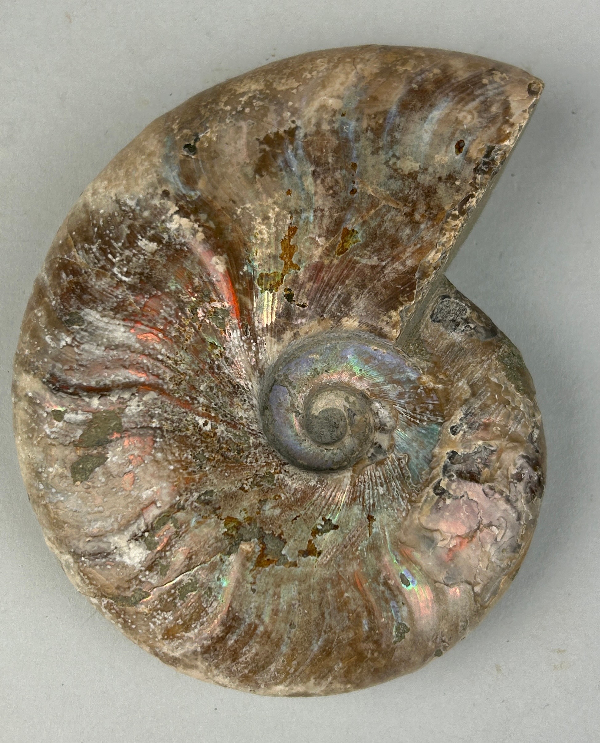 AN OPALISED CLEONICERAS AMMONITE FOSSIL 10cm x 8cm Ammonite From the Majunga Basin, Madagascar. - Image 2 of 3