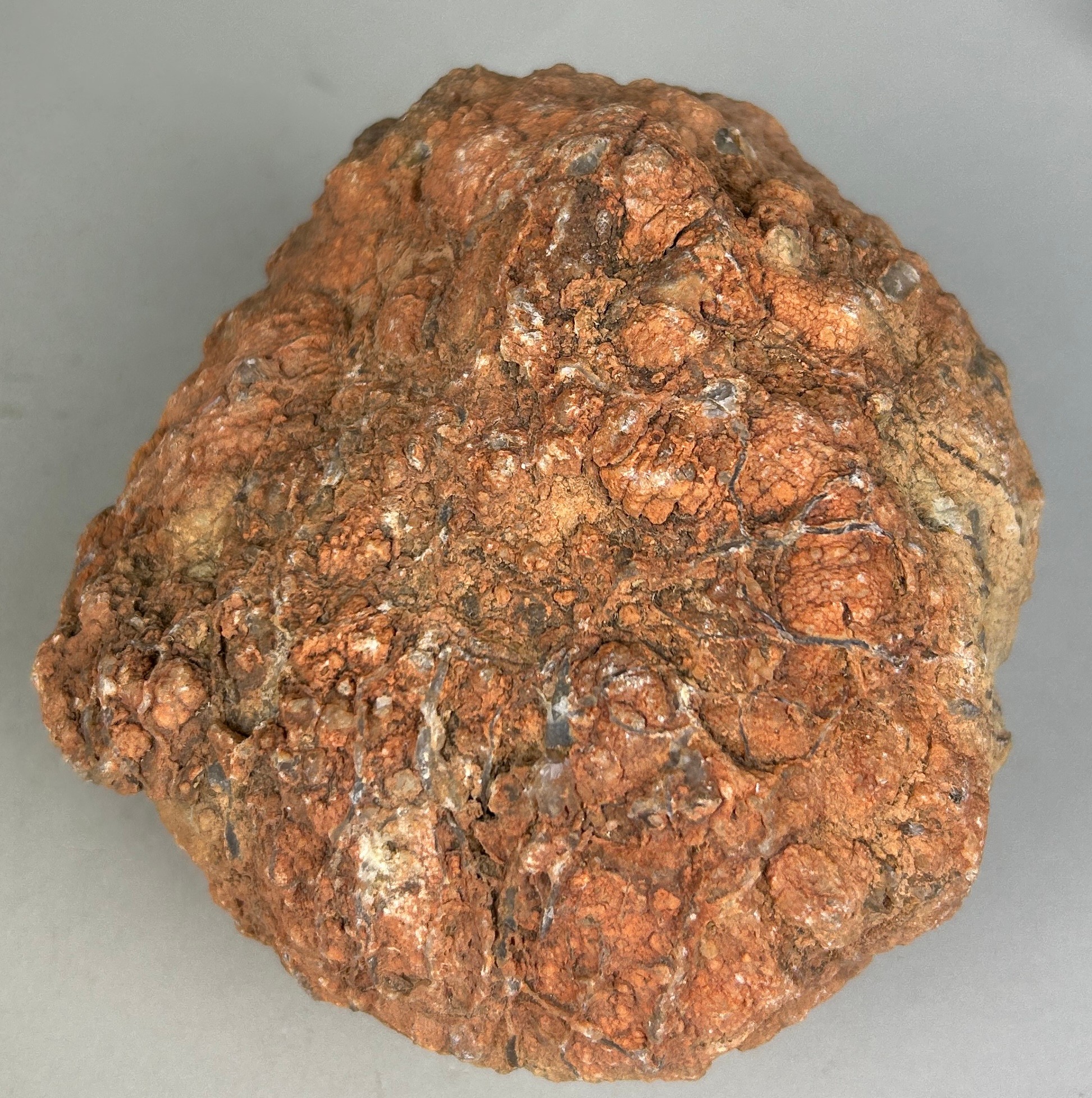 A DINOSAUR 'COPROLITE' OR FOSSIL POO FROM UTAH A large dinosaur coprolite or 'fossil poo' from a