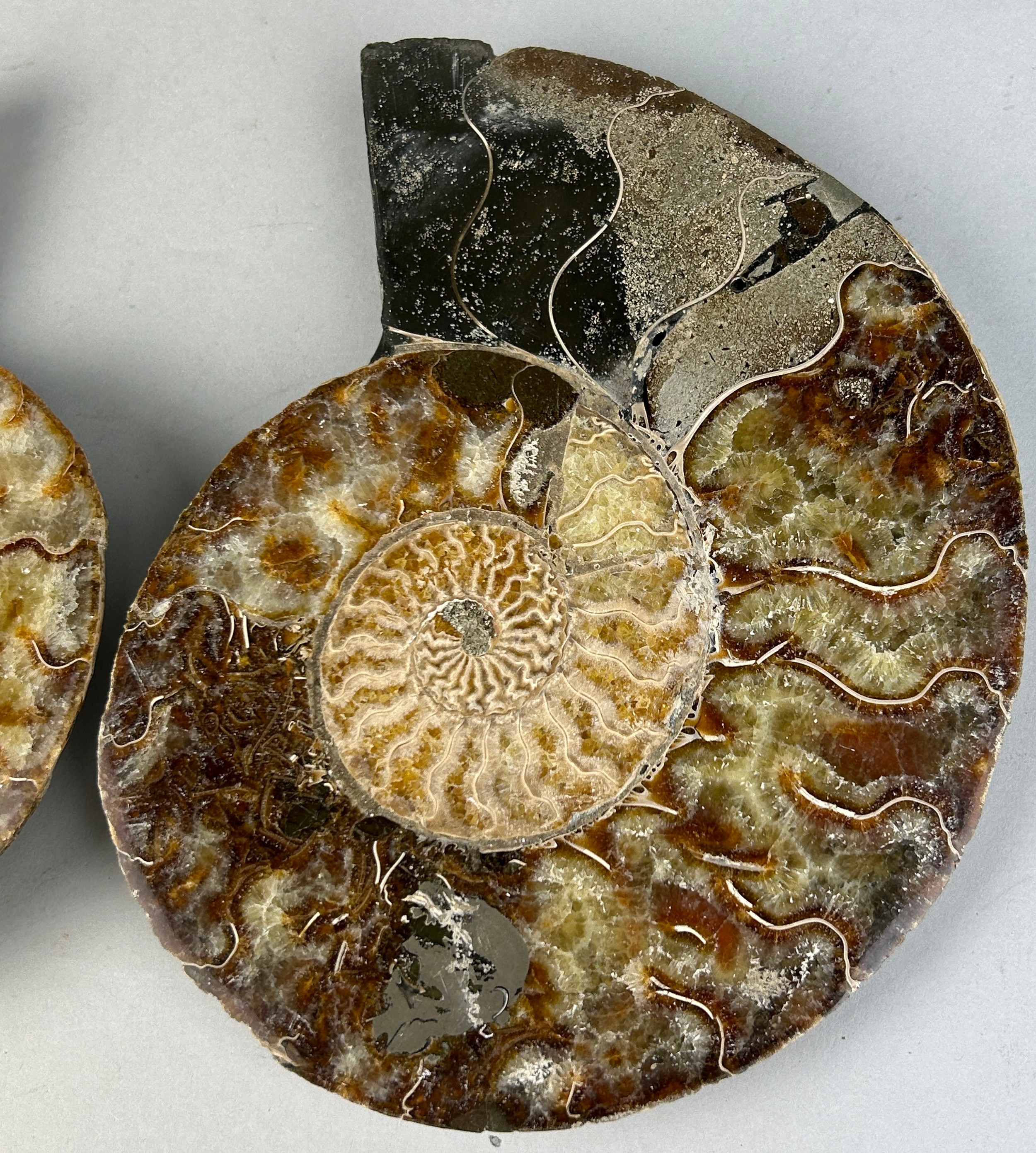 A VERY LARGE CUT AND POLISHED AMMONITE FOSSIL 20cm x 16cm each A very large Ammonite Fossil from - Image 3 of 4