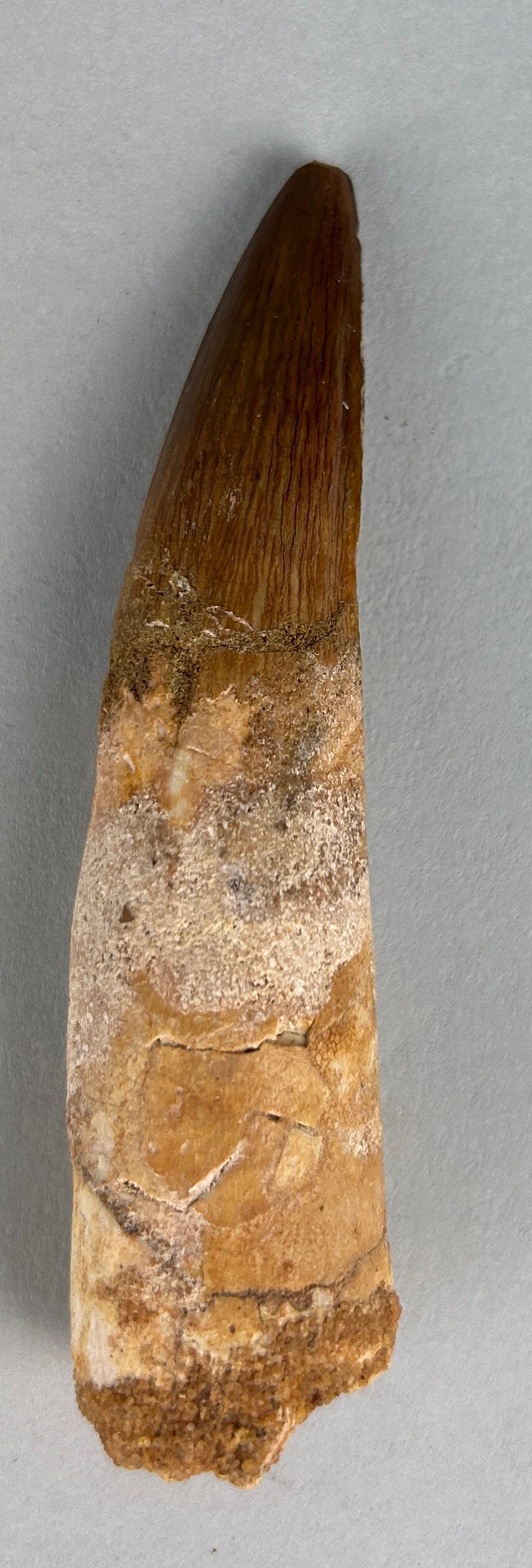 A SPINOSAURUS DINOSAUR TOOTH FOSSIL, 9cm L A large example of a Spinosaurus Dinosaur Tooth Fossil - Image 2 of 2