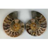 A LARGE CUT AND POLISHED AMMONITE FOSSIL 15cm x 12cm Large Ammonite Fossil from Madagascar, cut