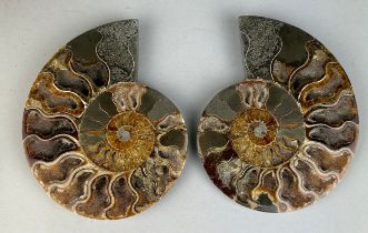 A LARGE CUT AND POLISHED AMMONITE FOSSIL 15cm x 12cm Large Ammonite Fossil from Madagascar, cut