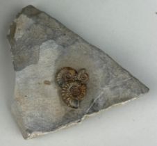TRIO OF AMMONITES FROM LYME REGIS 10cm x 7cm Three fossil ammonites (Promicroceras species) on