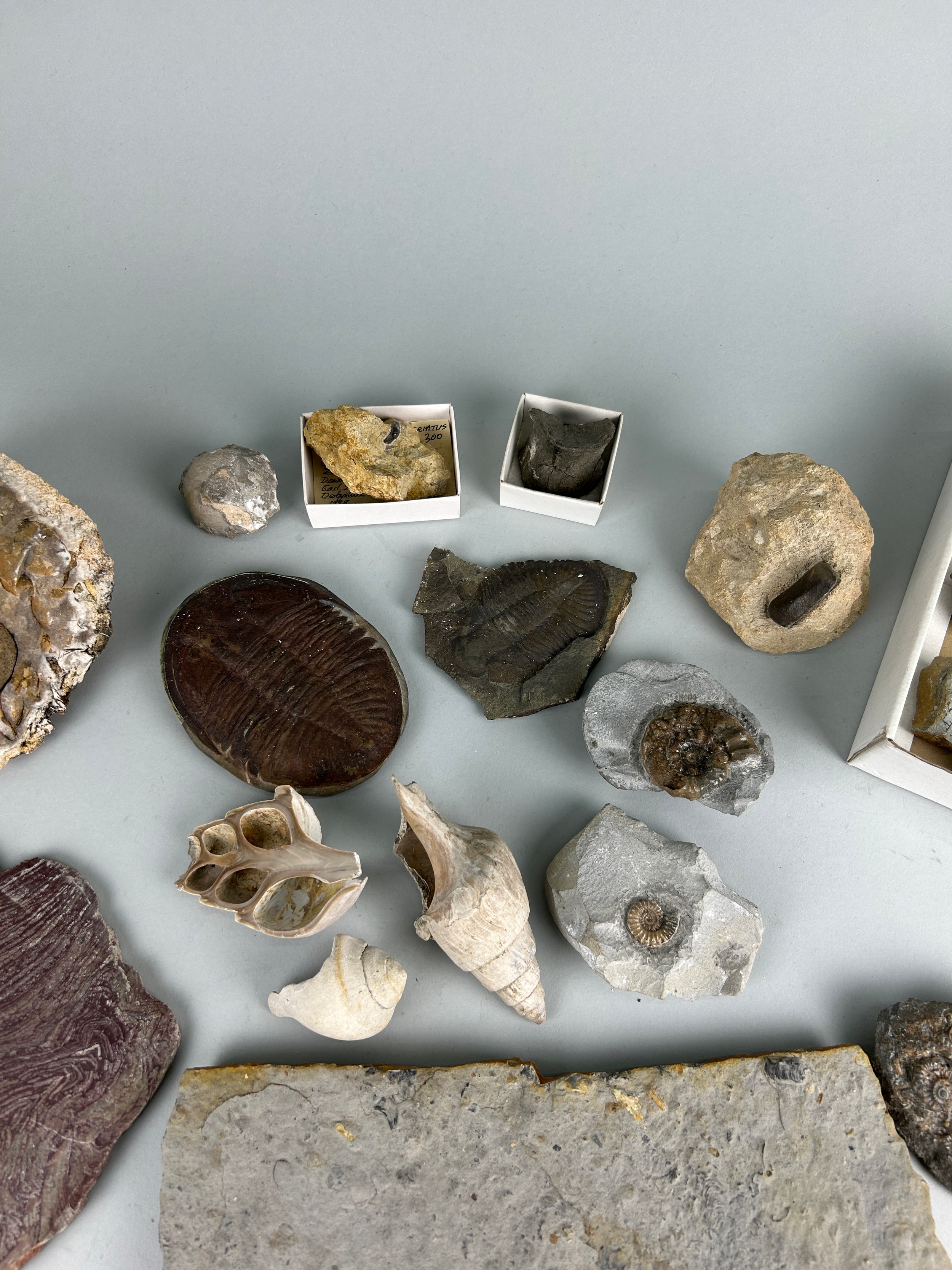 A LARGE COLLECTION OF FOSSILS AND NATURAL HISTORY INTEREST (Qty) - Image 5 of 5