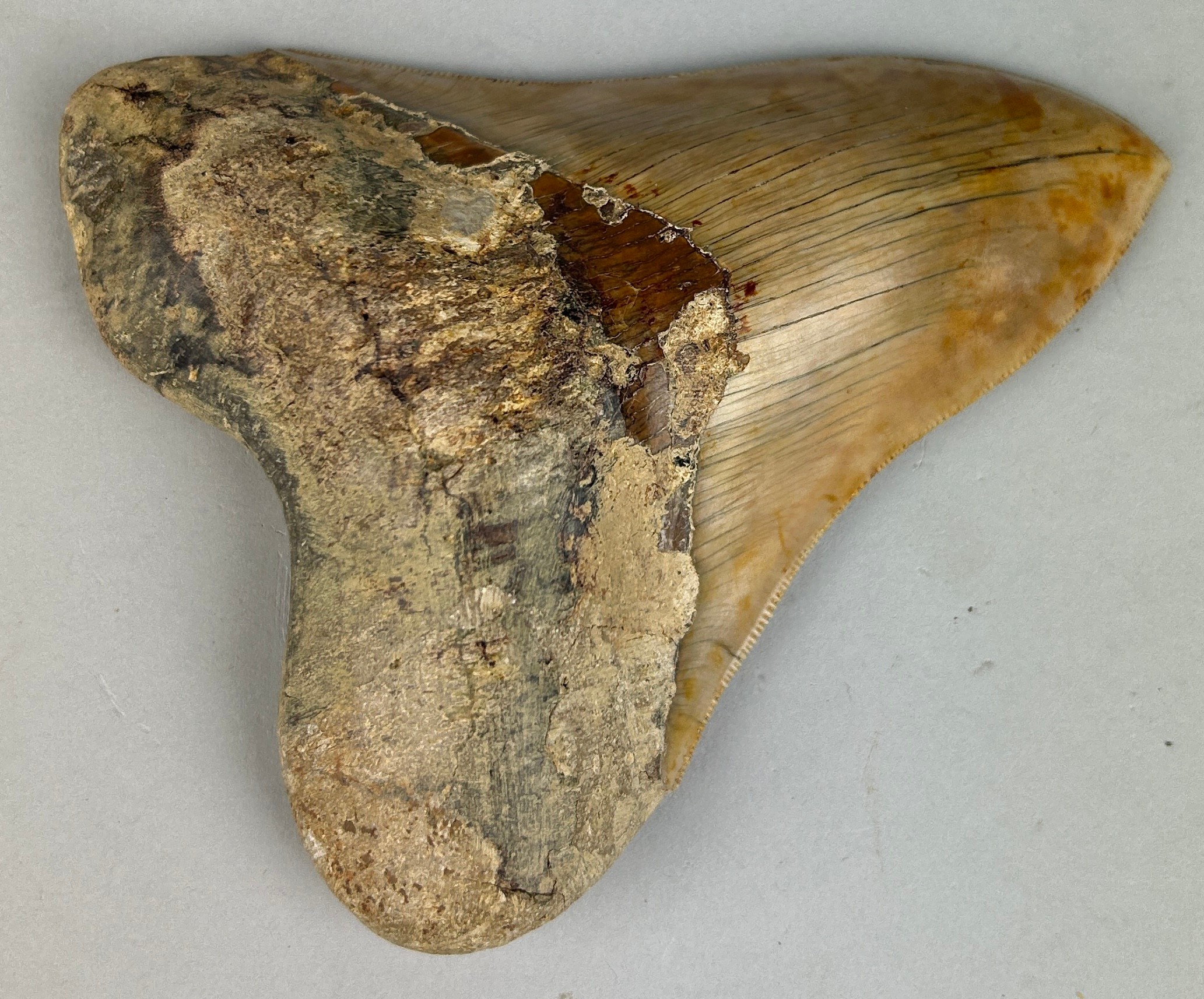 A VERY LARGE MEGALODON SHARK TOOTH FOSSIL 13cm x 11cm From Java, Indonesia. Miocene circa 5-10 - Image 4 of 4